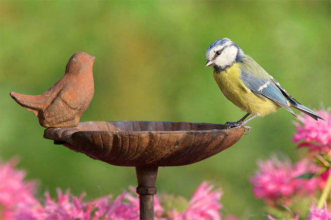 Sommerhitze: jetzt Insekten- und Vogeltränke aufstellen