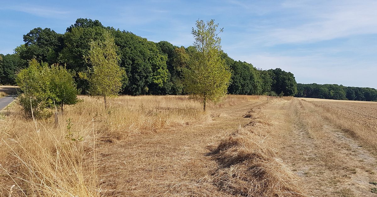 Mäharbeiten am Himmelsteich