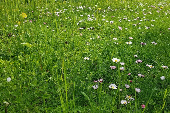 Aktion „Mähfreier Mai“ gegen das Insektensterben