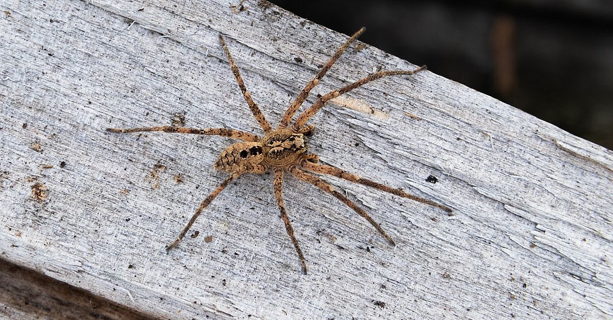 Beobachtungen der Nosferatu-Spinne bitte melden