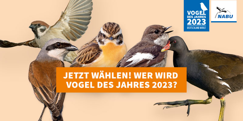 Wer wird Vogel des Jahres 2023?