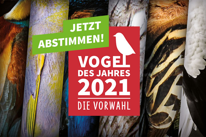 Wählen Sie den „Vogel des Jahres 2021“