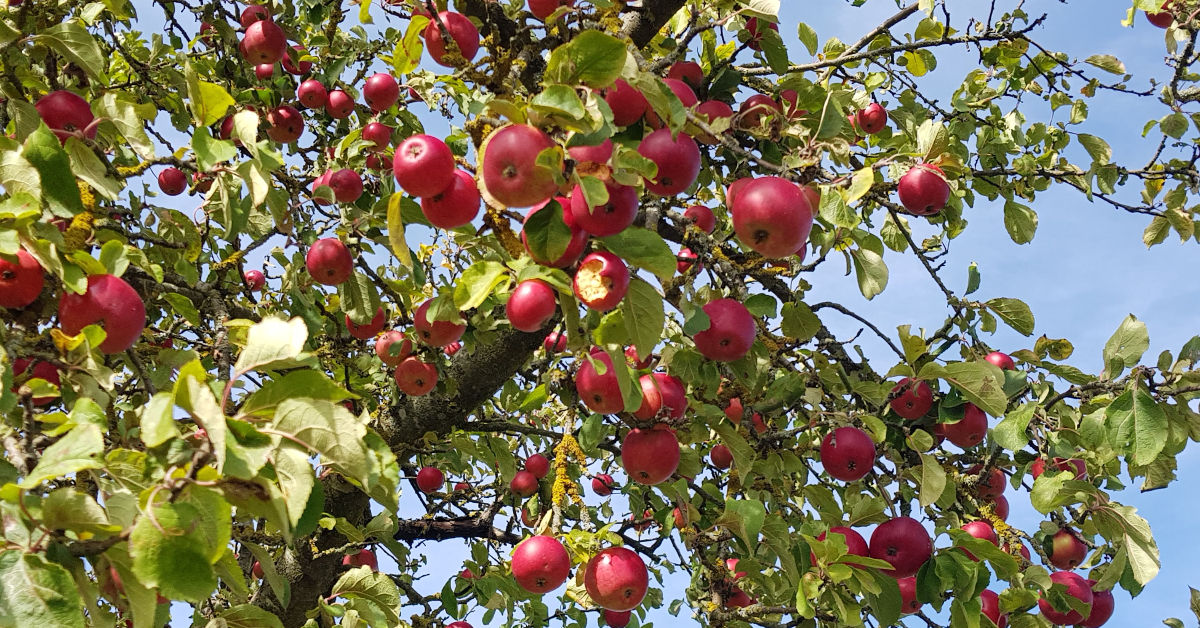 Der Apfelbaum – Durstlöscher und Lebensraum