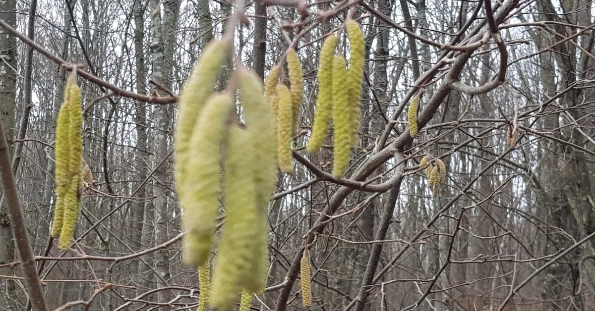 Phänologische Kalender: erste Beobachtungen im Vorfrühling