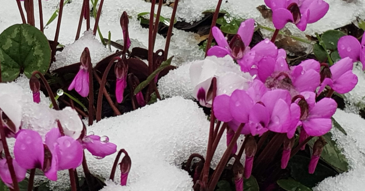 Blüten im Schnee