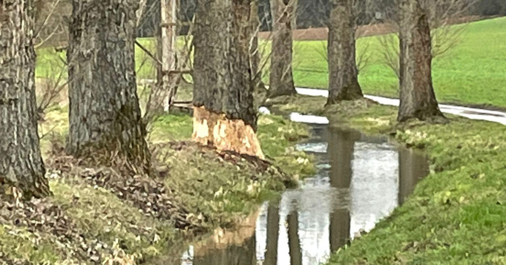 Biberspuren am Grundgraben