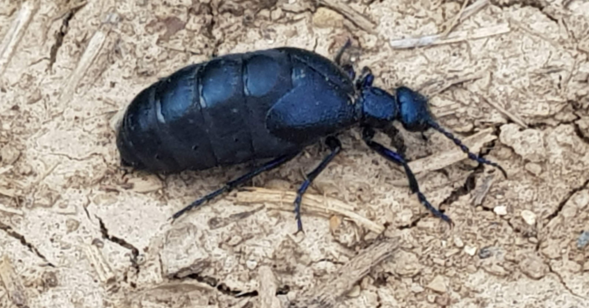 Schwarzblauer Ölkäfer: nur beobachten, nicht anfassen!