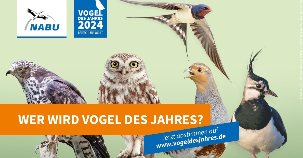 Wahl zum Vogel des Jahres 2024