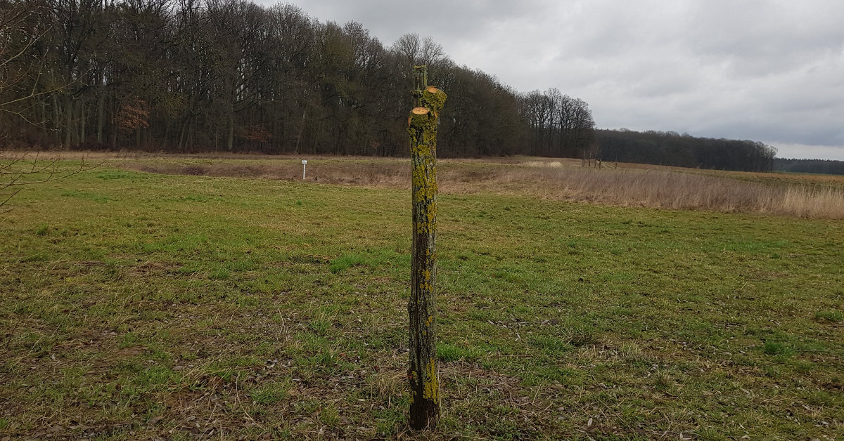 Schnitt der Weiden am Himmelsteich