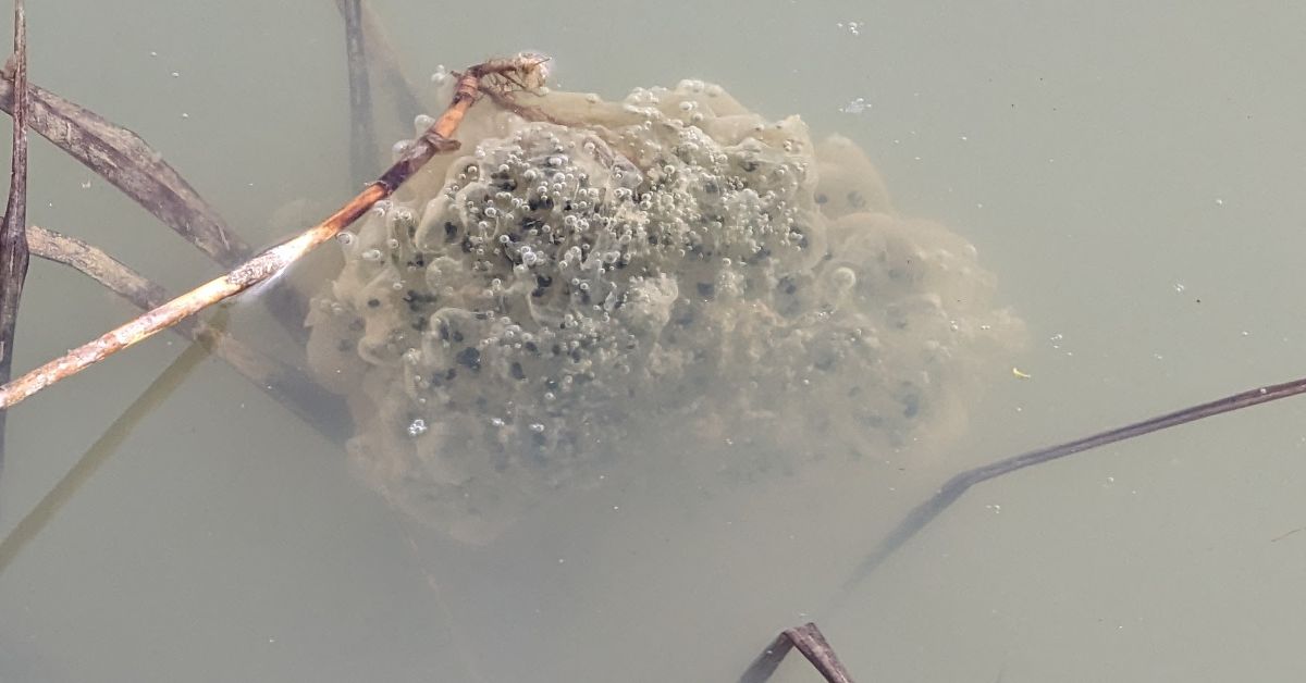 Laichballen von Fröschen entdeckt