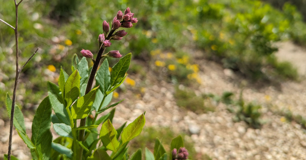 Führung: Diptam, heimische Orchideen und Schmetterlingshaft