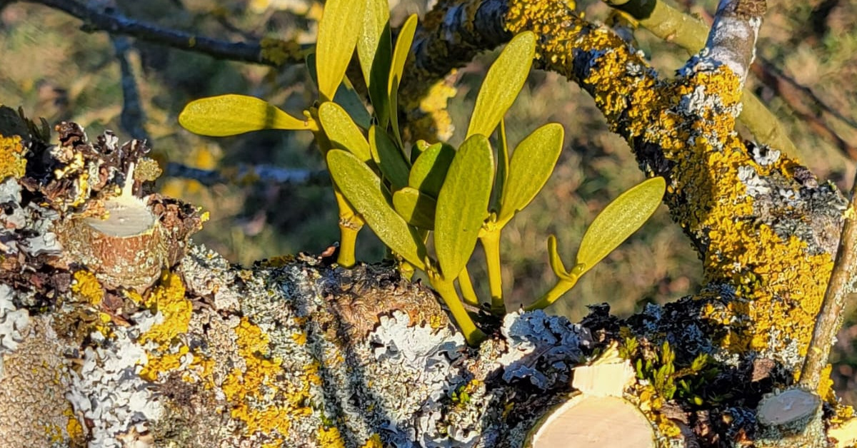 Winterruhe? Nicht beim NABU Großrinderfeld!