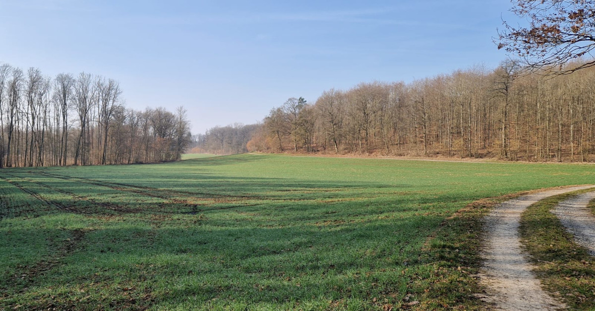 Morgenwanderung im Frühlingswald – Vogelstimmen und erste Blüten